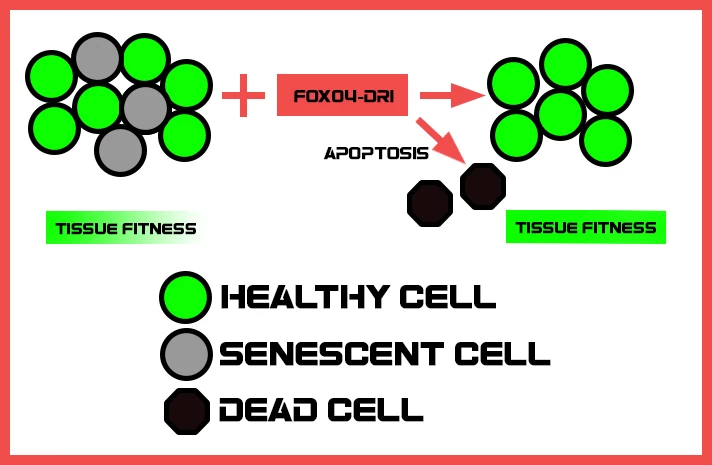 cellular mechanics
